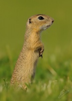 Sysel obecny - Spermophilus citellus - European ground squirrel 5195